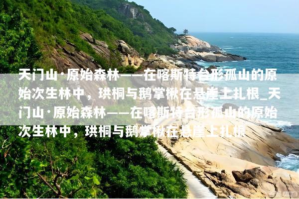 天门山·原始森林——在喀斯特台形孤山的原始次生林中，珙桐与鹅掌楸在悬崖上扎根_天门山·原始森林——在喀斯特台形孤山的原始次生林中，珙桐与鹅掌楸在悬崖上扎根