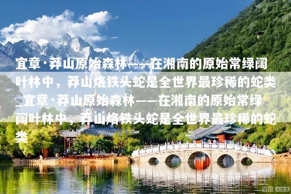 宜章·莽山原始森林——在湘南的原始常绿阔叶林中，莽山烙铁头蛇是全世界最珍稀的蛇类_宜章·莽山原始森林——在湘南的原始常绿阔叶林中，莽山烙铁头蛇是全世界最珍稀的蛇类