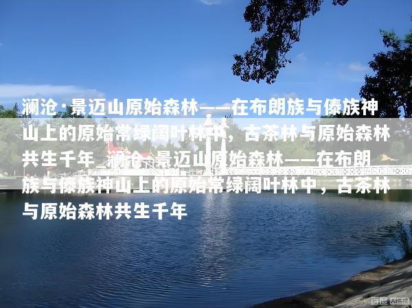 澜沧·景迈山原始森林——在布朗族与傣族神山上的原始常绿阔叶林中，古茶林与原始森林共生千年_澜沧·景迈山原始森林——在布朗族与傣族神山上的原始常绿阔叶林中，古茶林与原始森林共生千年